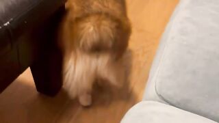“Smidge doesn’t really play with toys,