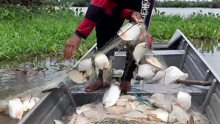 The results of the fishing net are so many fish that they almost never stop.