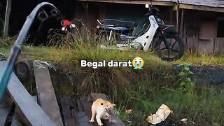 begal
