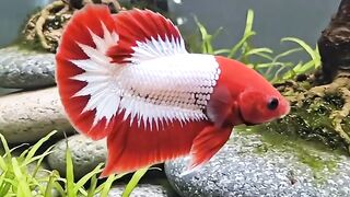 Red and white betta fish