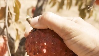 red fruit good
