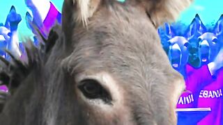 burro sendo burro