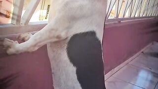 cachorra fofoqueira