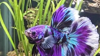 Beautiful purple and blue fish
