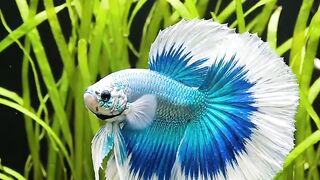 Beautiful blue and white ornamental fish