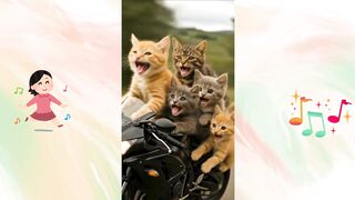 "Gatos peidão"