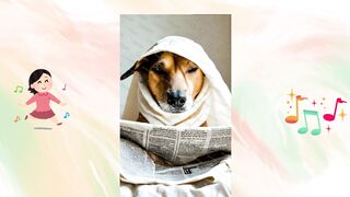 Cachorro jornal