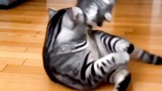 Funny video