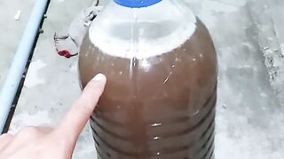 Signs that EM4 Molasses has been successfully fermented