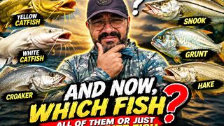 Snook and lots of catfish