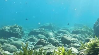 Sea Turtle, Reef Shark & Giant Crab | Incredible Underwater Encounters