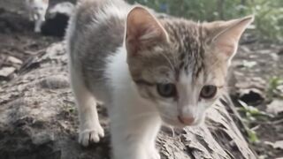 Look What This Cat Is Doing! 😂🐱