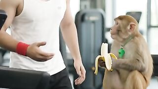 Trainer Monkey