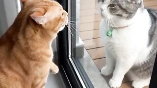 The restless orange cat turns out to be scared
