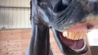 Cavalinho engraçadinho velho