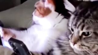 Funny video