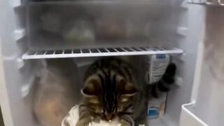 Funny video