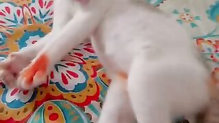 Cat is the meu