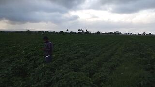 Farming 7