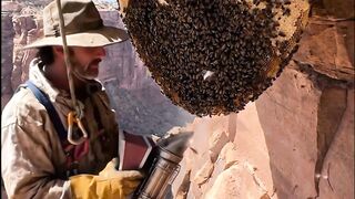 The honey hunter 2