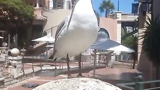 Nelson the seagull
