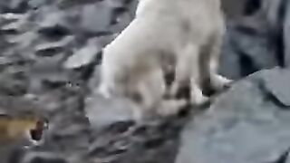 A lone wild mountain goat sprints in panic across jagged near-vertical cliffs, fiercely chased by a powerful,
