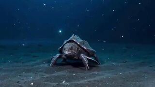 🐟😱 ESSE PEIXE FAZ MOONWALK NO FUNDO DO OCEANO!