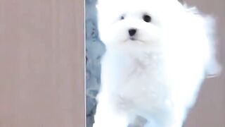 Beauty Is Not for humans#CutePets##Adorable#CutePetsCute_dog#MyDream_Dog#Adorable_Puppy#Cute#small_dog.