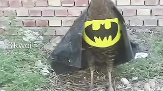 BatGalinha