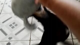 Meu cachorro 2
