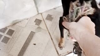Brincando com com o meu cachorro