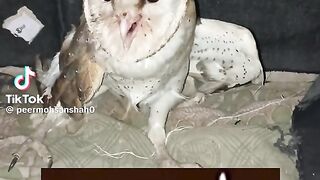 peermohsanshah