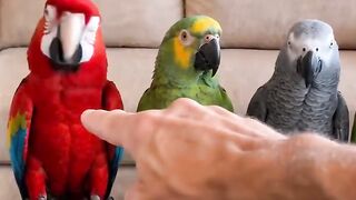 Crazy Birds