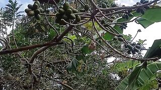 Sabor de Roça