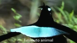 1 minuto animal - Como Impressionar uma Mulher...