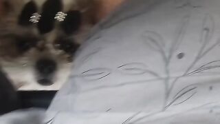 Amor de mamãe