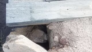 Ponte 2