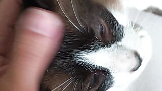 CUTE CAT 12