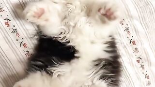 Filhotes de gato fofos❤️🥰❤️😻