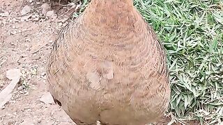 Pedriz da caatiga