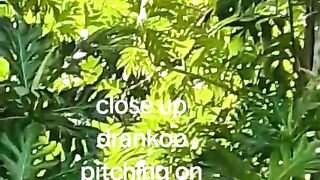 A Jancrow