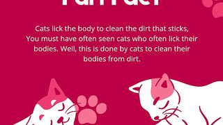 The nature of cats