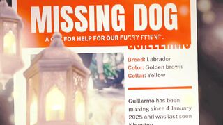 The dog 6