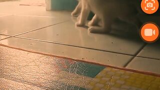 Si Putih 🐱
