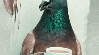 Pigeon Story
