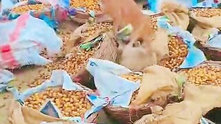 Video viral 185