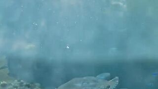 Giant Jellyfish, Hidden Underwater Cave & Reef Fish | Ocean Adventure