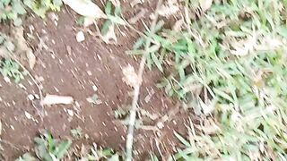Lizards