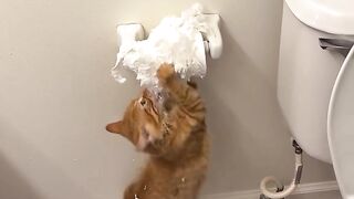 GATINHO DESTROI TODO PAPEL IGIENICO