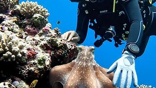 A Giant Octopus Came Too Close